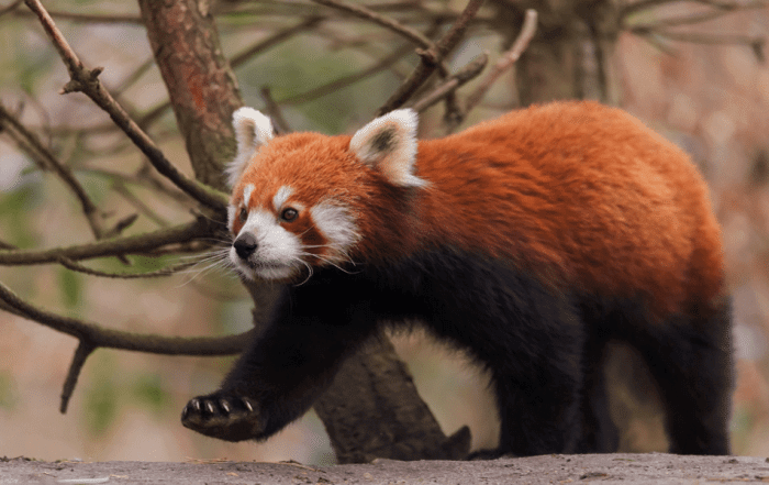 can you have a red panda as a pet