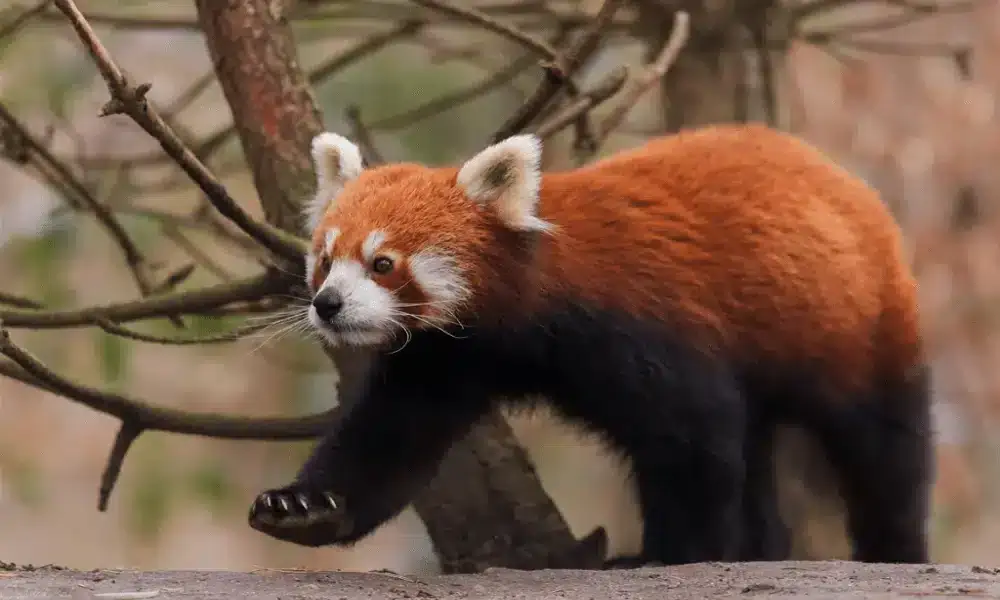 can you have a red panda as a pet